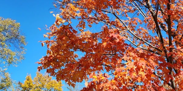 VA Connecticut Healthcare System - Newington Campus (116A)